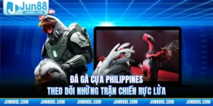 Đá Gà Cựa Philippines - Theo Dõi Những Trận Chiến Rực Lửa